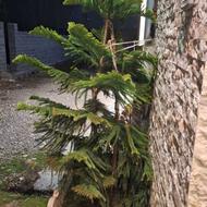 درخت مطبق زیبا و سرحال