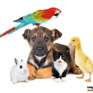 پانسیون در منزل (سر زدن به پِت شما)