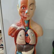 آناتومی بدن