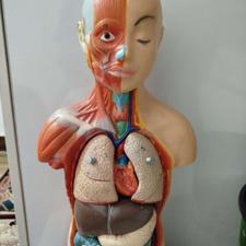 آناتومی بدن