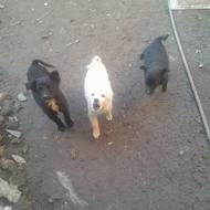 واگذاری سگ پا کوتاه