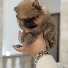 واگذارتوله پامر خرسی