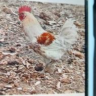 خروس جهت نگهداری و تکثیر