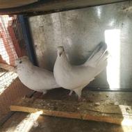 کفتر نروماده تهرونی