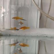 فروش ماهی آکواریومی گیاه خوار و گوشت‌خوار