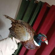 سه قرقاول یک کبک بالغ