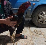 خروس لاری افغان