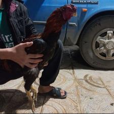 خروس لاری افغان