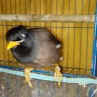 فروش پرنده مینا نراصل افغان