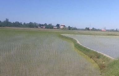 28 هزار متر زمین کشاورزی مسکونی رشت