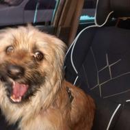 سگ شیتزو تریر واگزاری