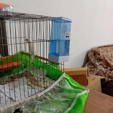 قناری سفید ماده