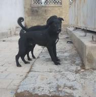 واگزاری سگ قدرجون