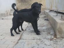 واگزاری سگ قدرجون در شیپور