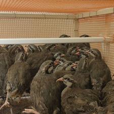 کبک سالم و سرحال