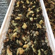 فروش بلدرچین سنگین دوروزه