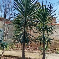 فروش گل زینتی