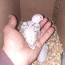 طوطی گرینچیک سرلاکی