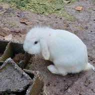 خرگوش نربالغ