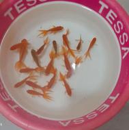 ماهی قرمز سالم سه پر و ساده تعداد 250 تا کلا