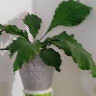 چندتا گل از جمله اریکا وپتوس برگ پهن