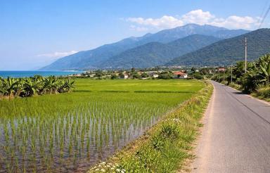 فرصت سرمایه‌گذاری | زمین شالیزاری 2500 متری بر جاده گلوگاه