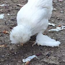 مرغ و خروس لهستانی