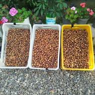 شور ازگیل جنگلی