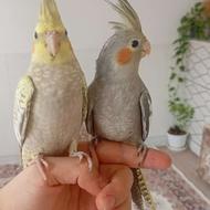 عروس هلندی جفت خوشگل زیبا