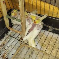 عروس هلندی دون خور