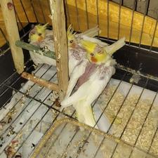 عروس هلندی دون خور