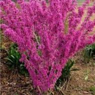 نهال درخت ارغوان سرو شیراز .