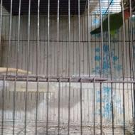 طوطی برزیلی