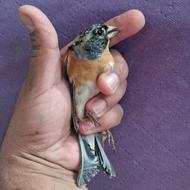 سهره ببری و سهره