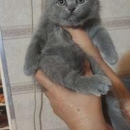 دنیای گربه های اسکاتیش