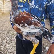 خروس لاری 6ماهه