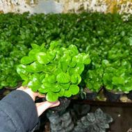 فروش سبزه نارنج