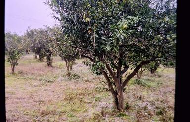 زمین هزار متری