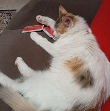 گربه دی ال اچ ماده موبلند 5ماهه دومرحله انگل تراپی شده