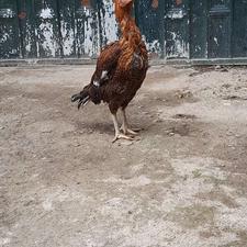 مرغ لاری آتیشی