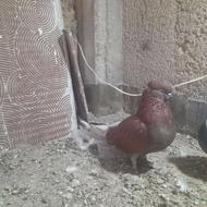 کفتر سرخ کاکلی