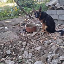 سگ ژرمن ماده واگذاری