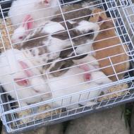 یه تعداد بچه خرگوش فروشی دونه ای میدم بیا ببر