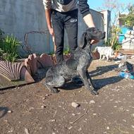 سگ شکاری آلمانی واگذاری