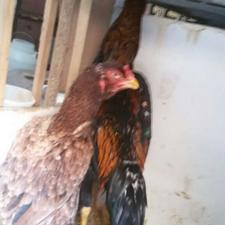 تعدادی لاری