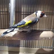 قناری سهره .