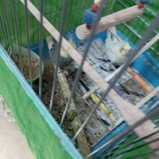 2 عدد عروس هلندی تخم گذار با همه ی لوازم