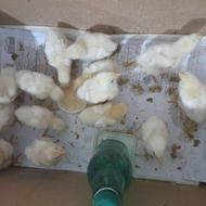 جوجه گوشتی 18 روزه