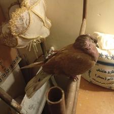 کبوتر سرخ نر