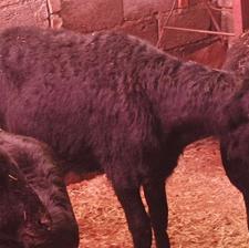 فروش قوچ قره قزل اصل 6دندان